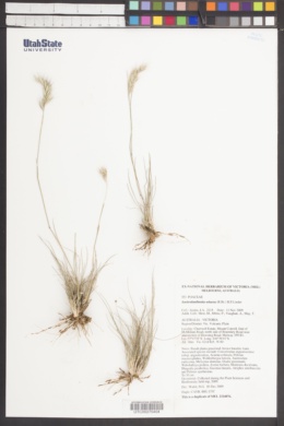 Austrodanthonia setacea image