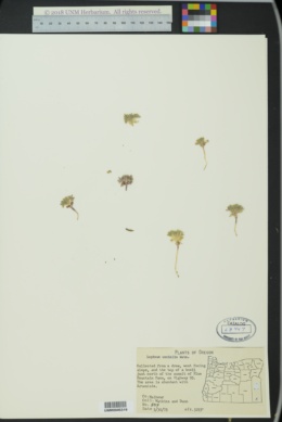 Image of Lupinus uncialis