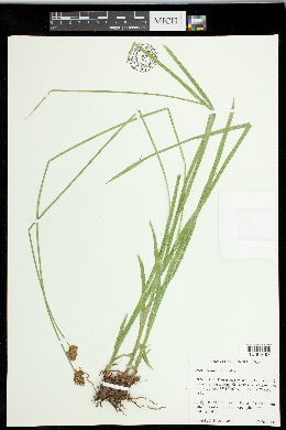 Carex nervina image