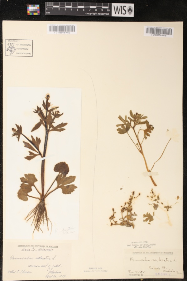Ranunculus sceleratus image