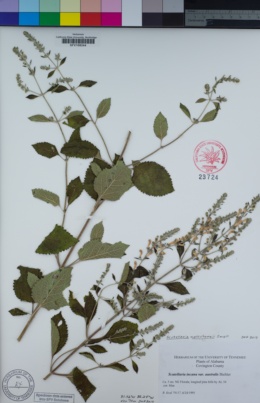 Image of Scutellaria mellichampii