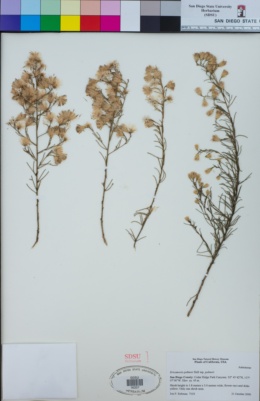 Ericameria palmeri var. palmeri image