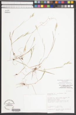 Bromus hordeaceus subsp. molliformis image