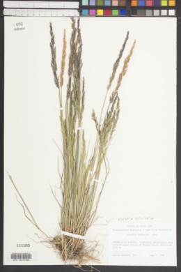 Agrostis hoffmanni image