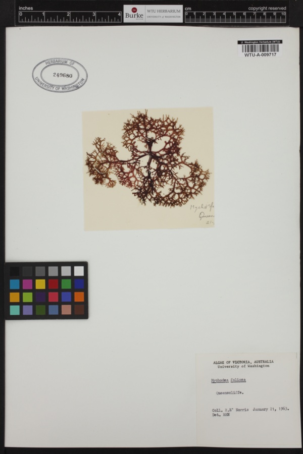 Mychodea marginifera image
