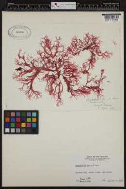 Rhodophyllis lacerata image