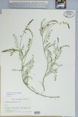 Astragalus egglestonii image