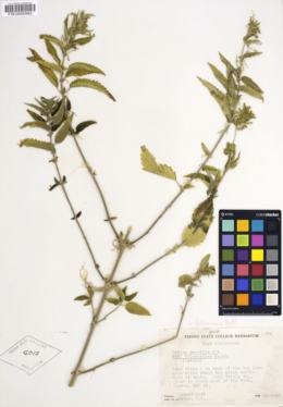 Urtica dioica subsp. holosericea image