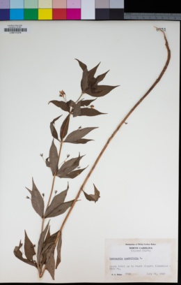 Lysimachia quadrifolia image