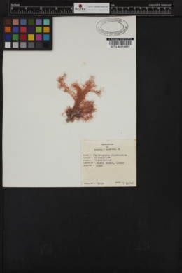 Centroceras clavulatum image
