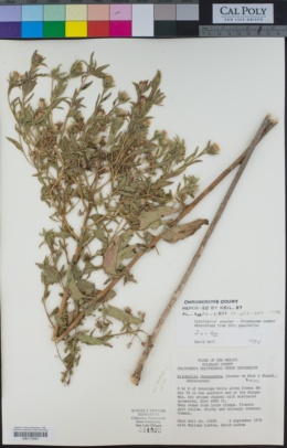 Image of Brickellia chenopodina
