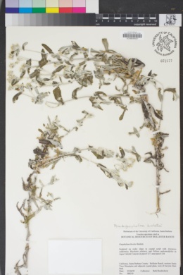 Image of Pseudognaphalium biolettii