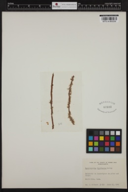 Myriotrichia claviformis image