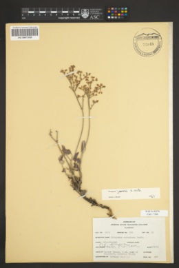 Eriogonum jonesii image