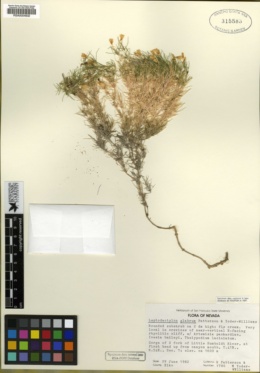 Image of Linanthus glabrum