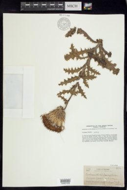 Cirsium hillii image