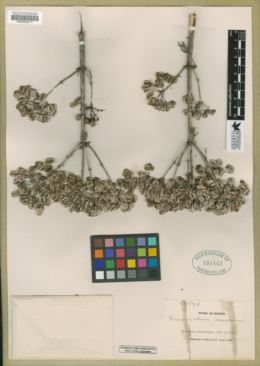 Prionosciadium mexicanum image