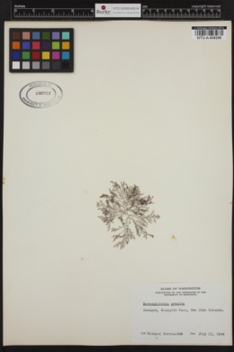 Herposiphonia grandis image