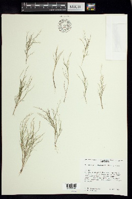 Muhlenbergia tenuissima image