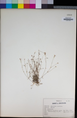 Image of Houstonia caerulea