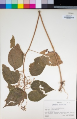 Image of Laportea canadensis