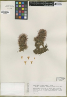 Mammillaria fittkaui image