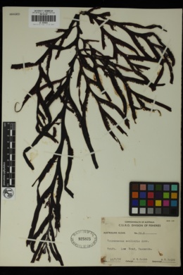 Seirococcus axillaris image