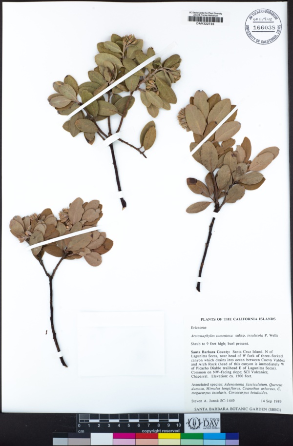 Arctostaphylos tomentosa subsp. insulicola image