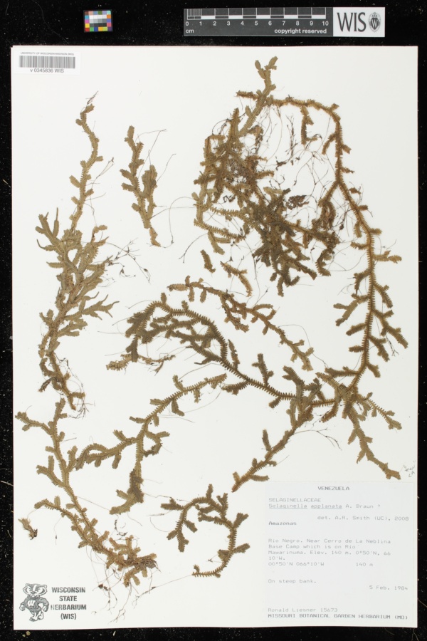 Selaginella applanata image