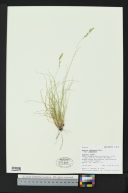 Festuca idahoensis subsp. idahoensis image