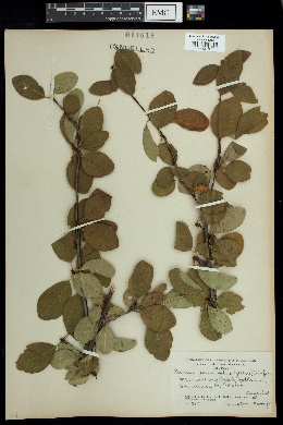 Prunus prunifolia image