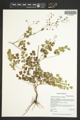 Image of Thalictrum pinnatum