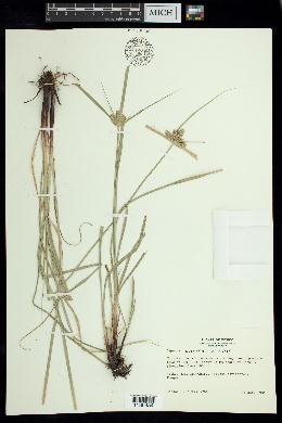 Cyperus svensonii image
