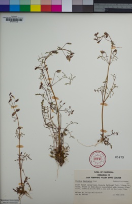 Image of Erythranthe laciniata