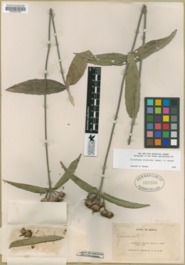 Lasianthaea zinnioides image