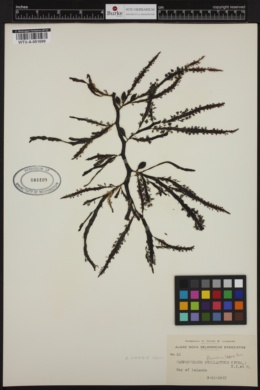 Carpophyllum flexuosum image