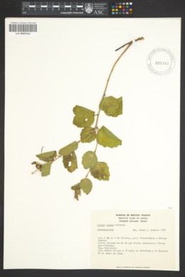 Image of Croton repens