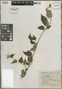 Triumfetta columnarioides image