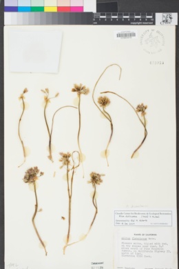 Allium diabolense image