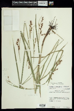 Scleria scabriuscula image