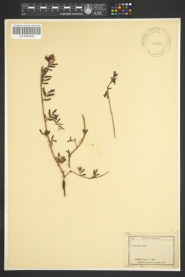 Acacia filicina image