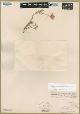 Oenothera lavandulifolia image