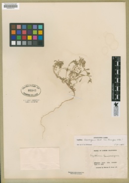 Lepidium lasiocarpum image