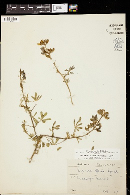 Lupinus affinis image