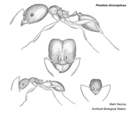 Pheidole diversipilosa image