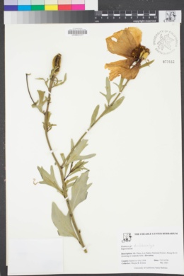 Image of Romneya trichocalyx
