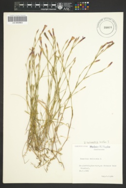 Image of Dianthus sylvestris
