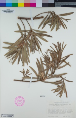 Image of Podocarpus macrophyllus