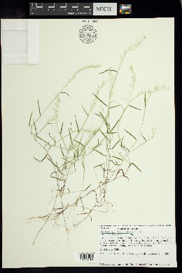 Muhlenbergia diversiglumis image