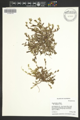 Plagiobothrys collinus var. ursinus image